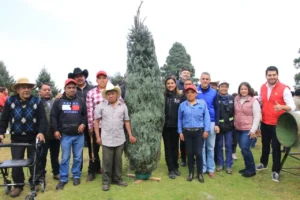TLALPAN INVITA A CORTAR Y COMPRAR EL ARBOLITO DE NAVIDAD