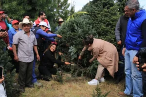 TLALPAN INVITA A CORTAR Y COMPRAR EL ARBOLITO DE NAVIDAD