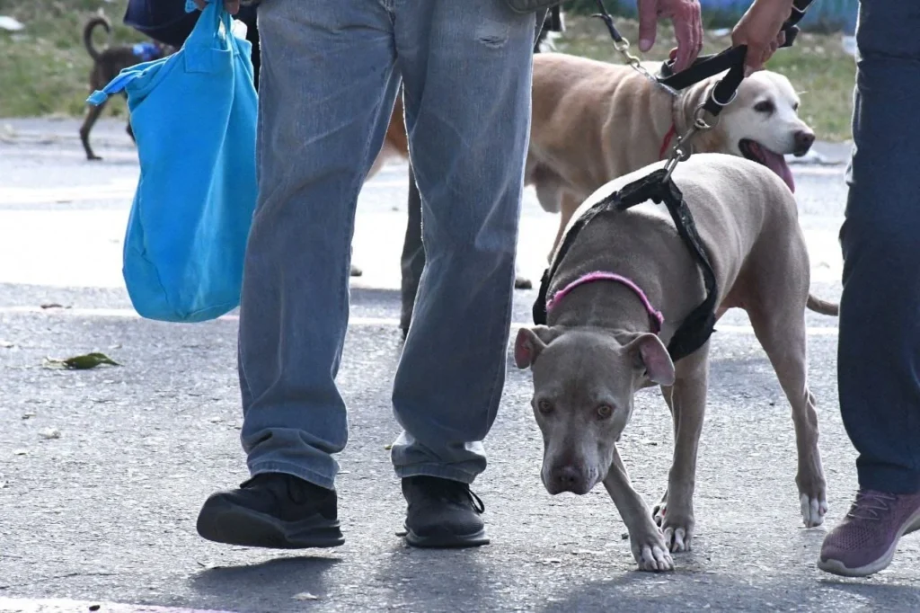 ARRANCA CON ÉXITO EL 2DO TALLER DE REHABILITACIÓN DE PERROS