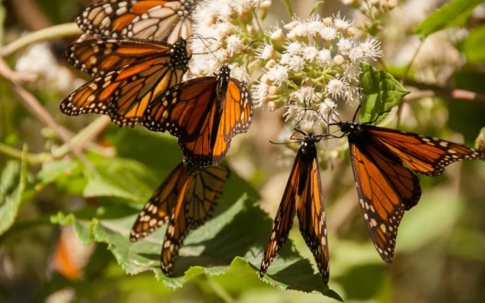 LLEGAN LAS MARIPOSAS