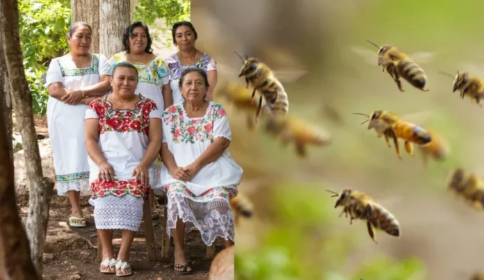 ABEJAS MELIPONAS