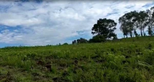 GRUPO RICA PLANTA 4,000 ÁRBOLES EN HIDALGO Y MORELOS