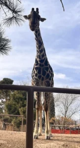 AFRICAM SAFARI CELEBRA 54 AÑOS | BLANCA LILIA FLORES