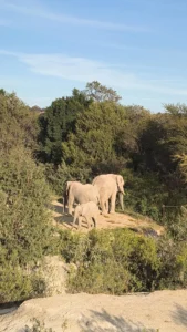 AFRICAM SAFARI CELEBRA 54 AÑOS | BLANCA LILIA FLORES