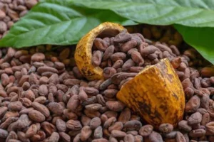 INDUSTRIA DEL CACAO IMPULSA A 45 MIL FAMILIAS 