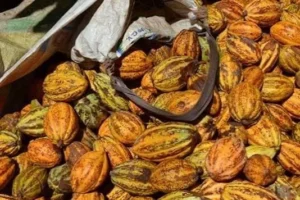 INDUSTRIA DEL CACAO IMPULSA A 45 MIL FAMILIAS 