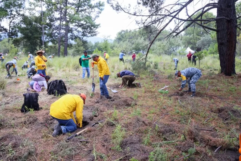 Brigadistas y voluntarios sembrando árboles en jornada de reforestación en Puebla