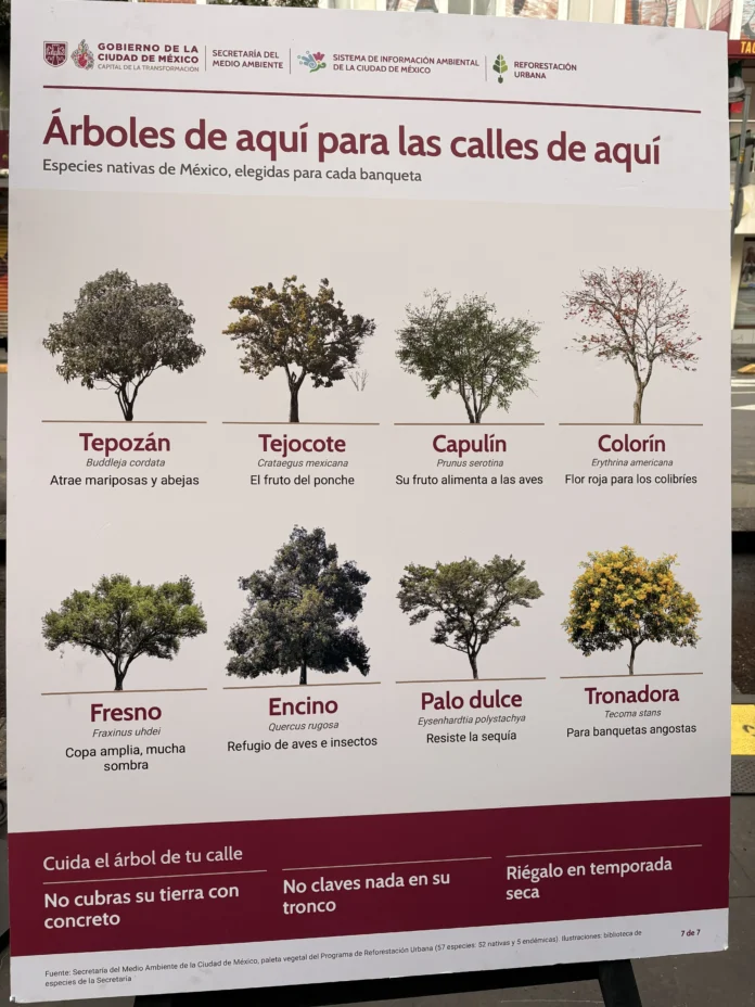 Infografía del programa de reforestación urbana de la Ciudad de México que muestra especies nativas como Tepozán, Tejocote, Capulín, Colorín, Fresno, Encino, Palo Dulce y Tronadora.